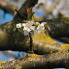 Blüten bei Erlache Bensheim 2 2021