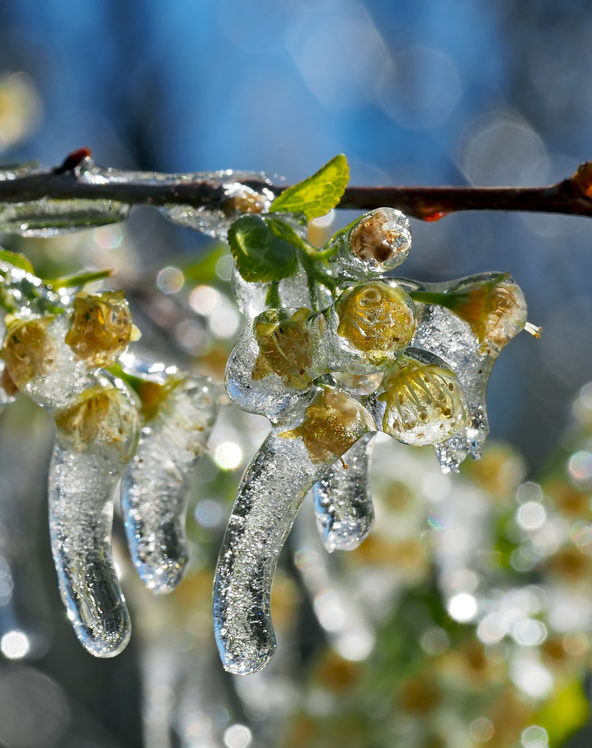 Blüten bei Frostschutzberegnung! - La prévention du gel pour un arbre fruitier! (Photo 2)