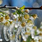 Blüten bei Frostschutzberegnung! - La prévention du gel pour un arbre fruitier! (Photo 2)