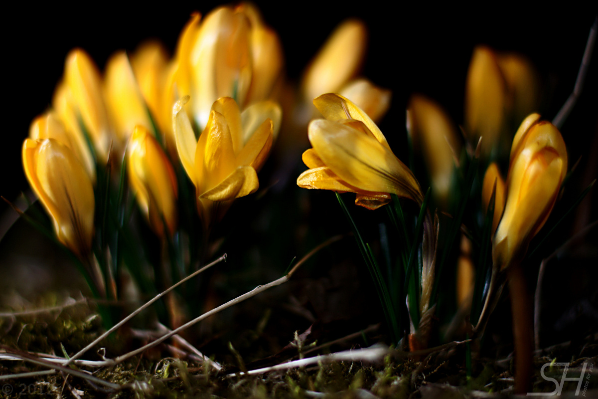 Blüten bei Nacht (1)