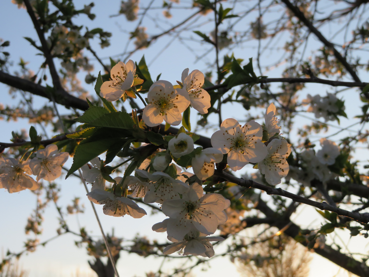 Blüten bei Sonnenuntergang