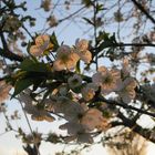 Blüten bei Sonnenuntergang