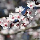 Blüten bei sonnestrahlen