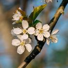 Blüten bei Tongruben Bensheim 1 2021