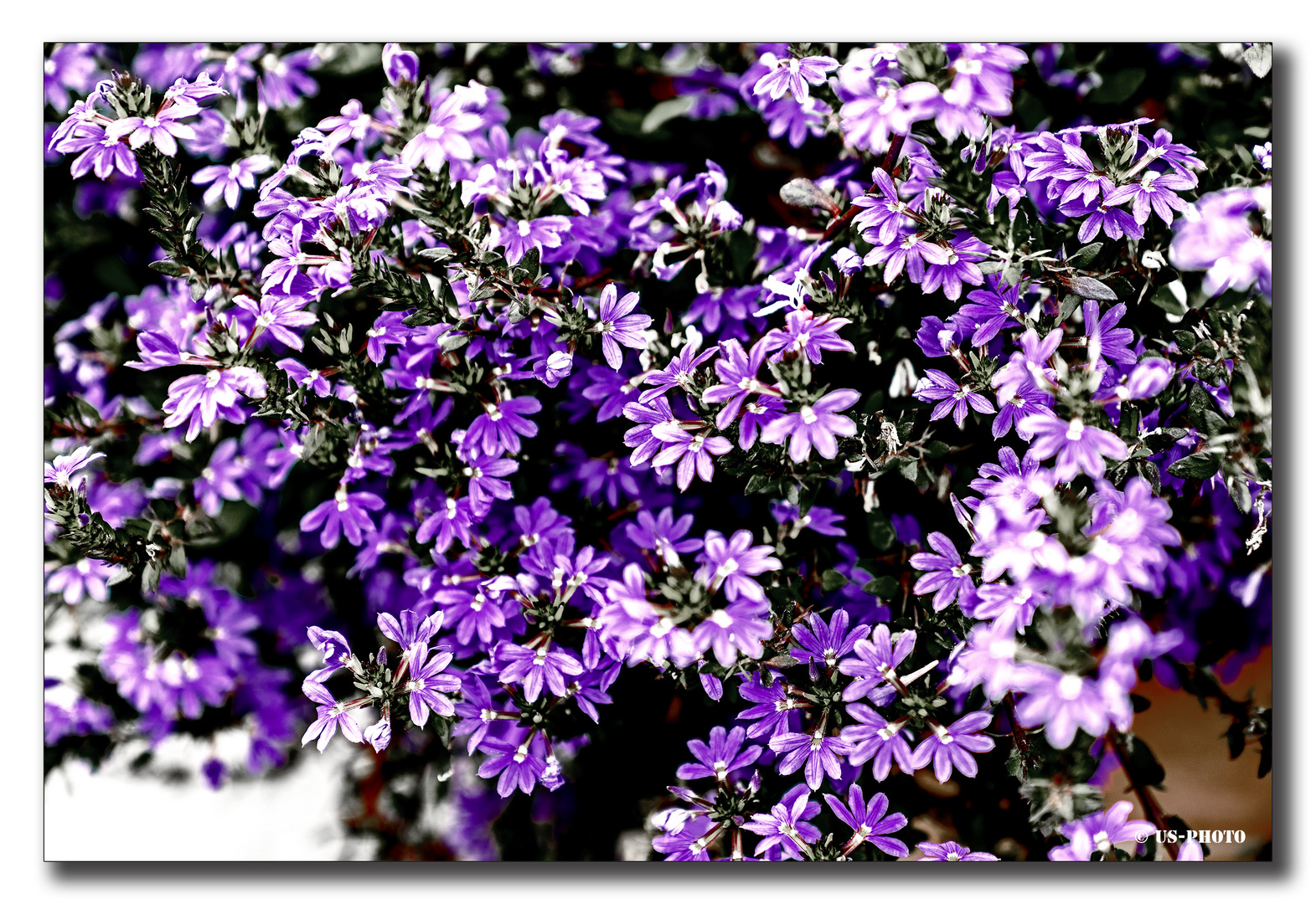 Blüten - Berggarten Herrenhausen