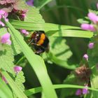 Blüten Besuch