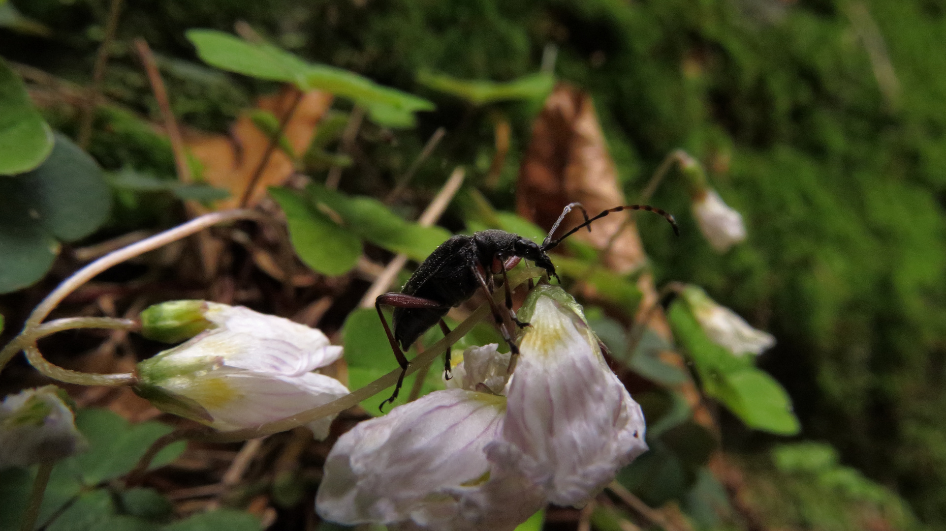 Blüten Besucher