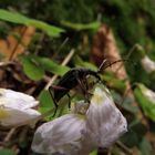 Blüten Besucher