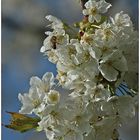 Blüten-Besucher zum Sonntag