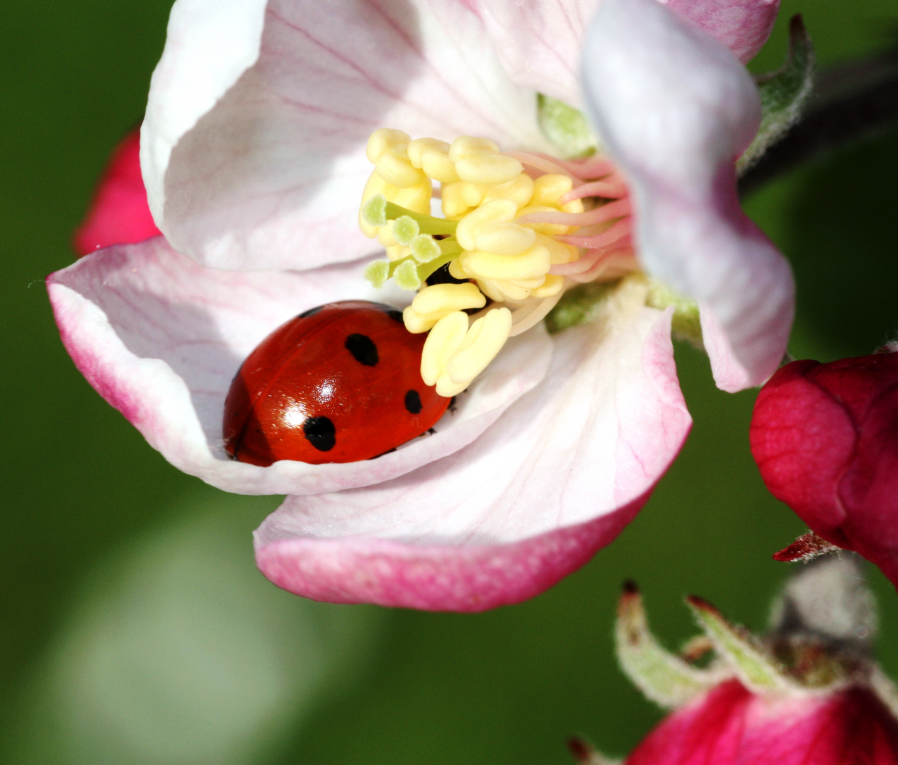 Blüten Bett