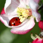 Blüten Bett