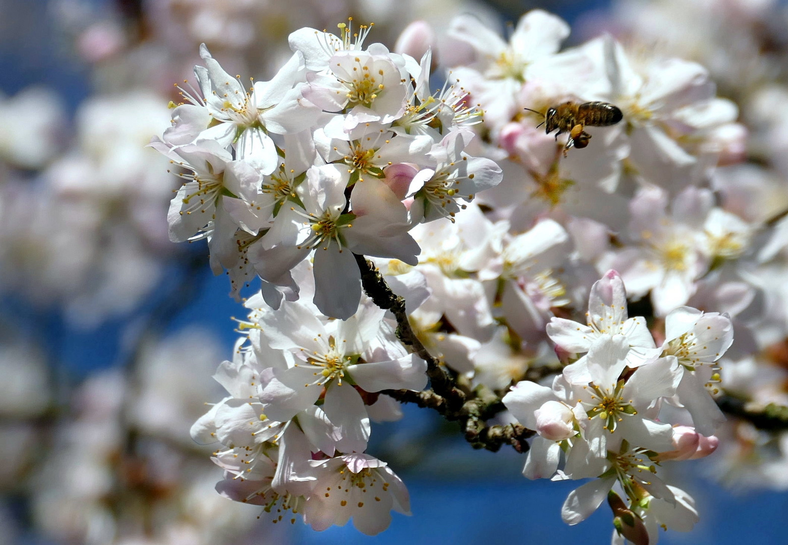 Blüten & Biene