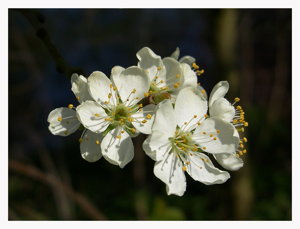 Blüten-Bild