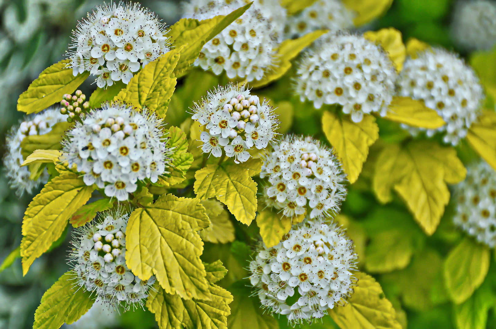 Blüten & Blätter