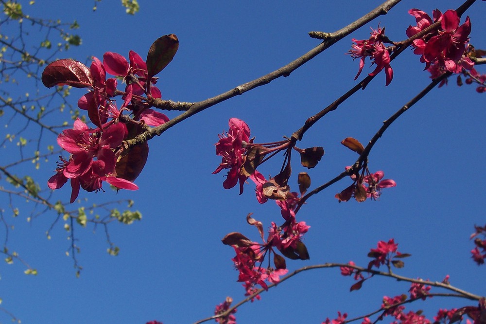 Blüten & Blauer Himmel