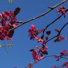 Blüten & Blauer Himmel