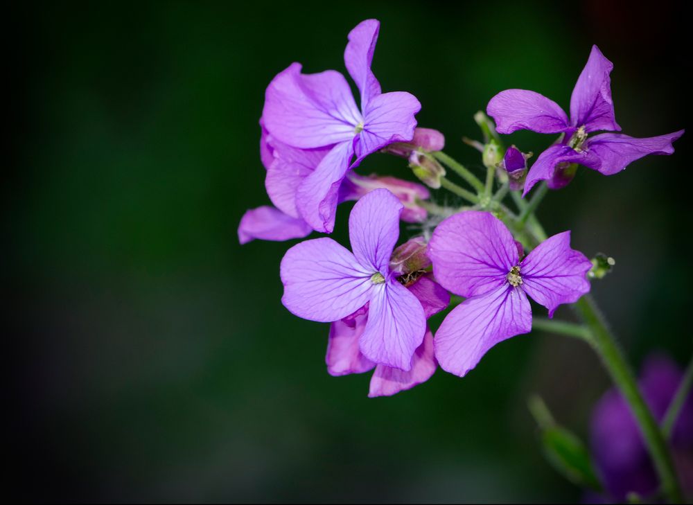 Blüten, Blüten...