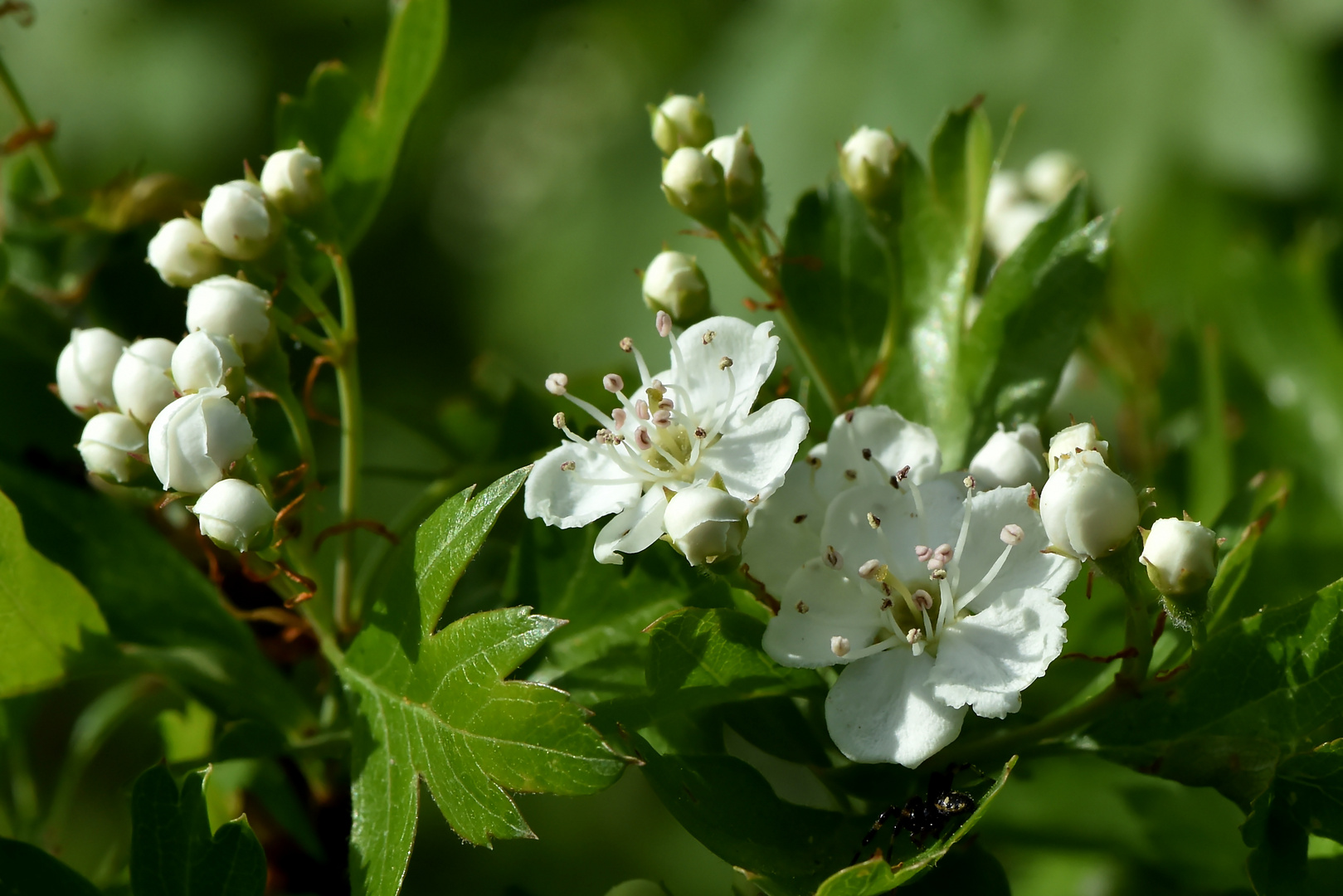 Blüten, Blüten, Blüten #2