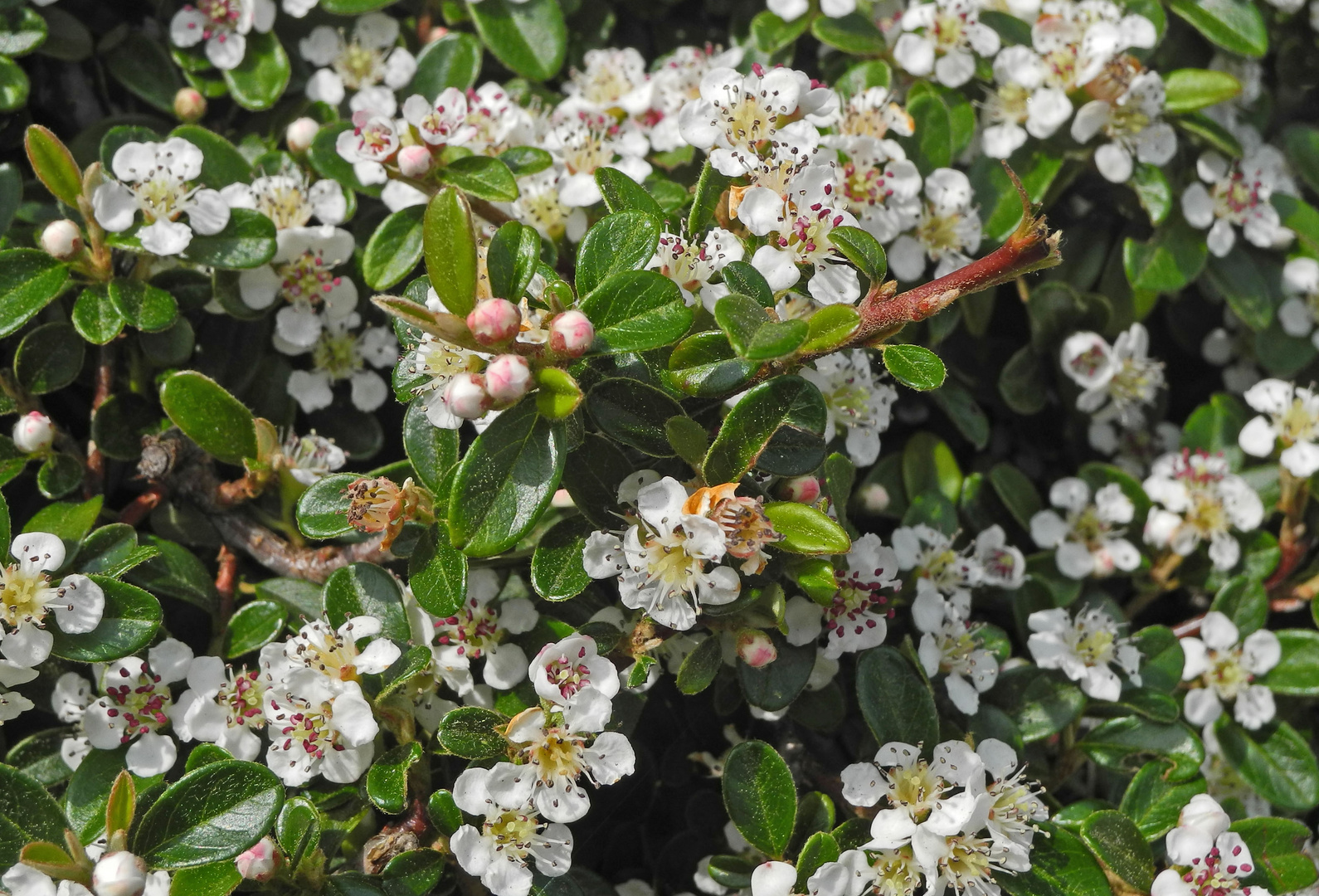 Blüten - Blüten - Blüten