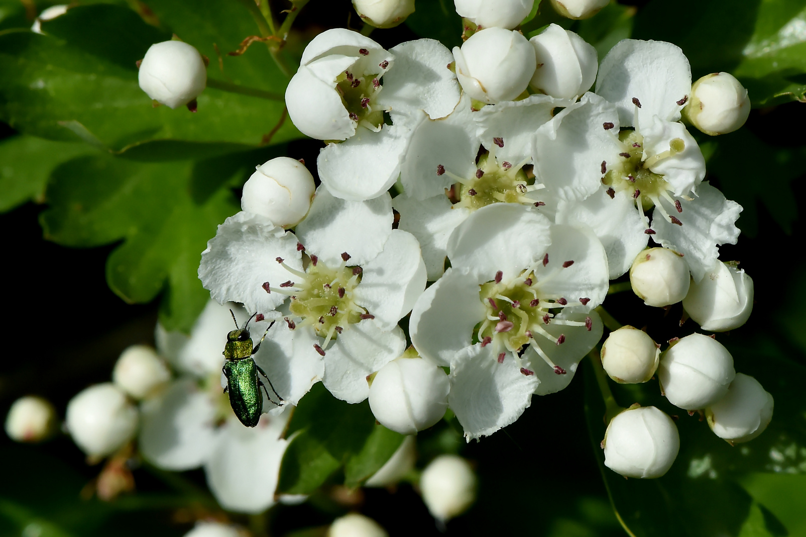 Blüten, Blüten, Blüten #3