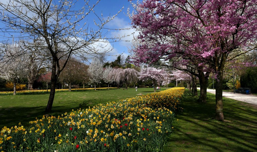 Blüten & Blumen