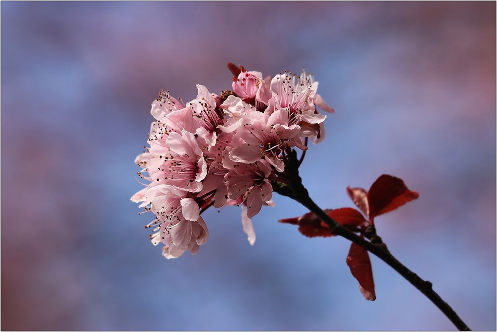 Blüten-Büschel...