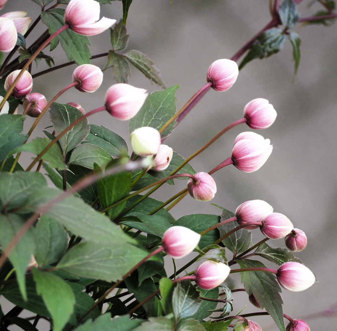 Blüten - Clematis