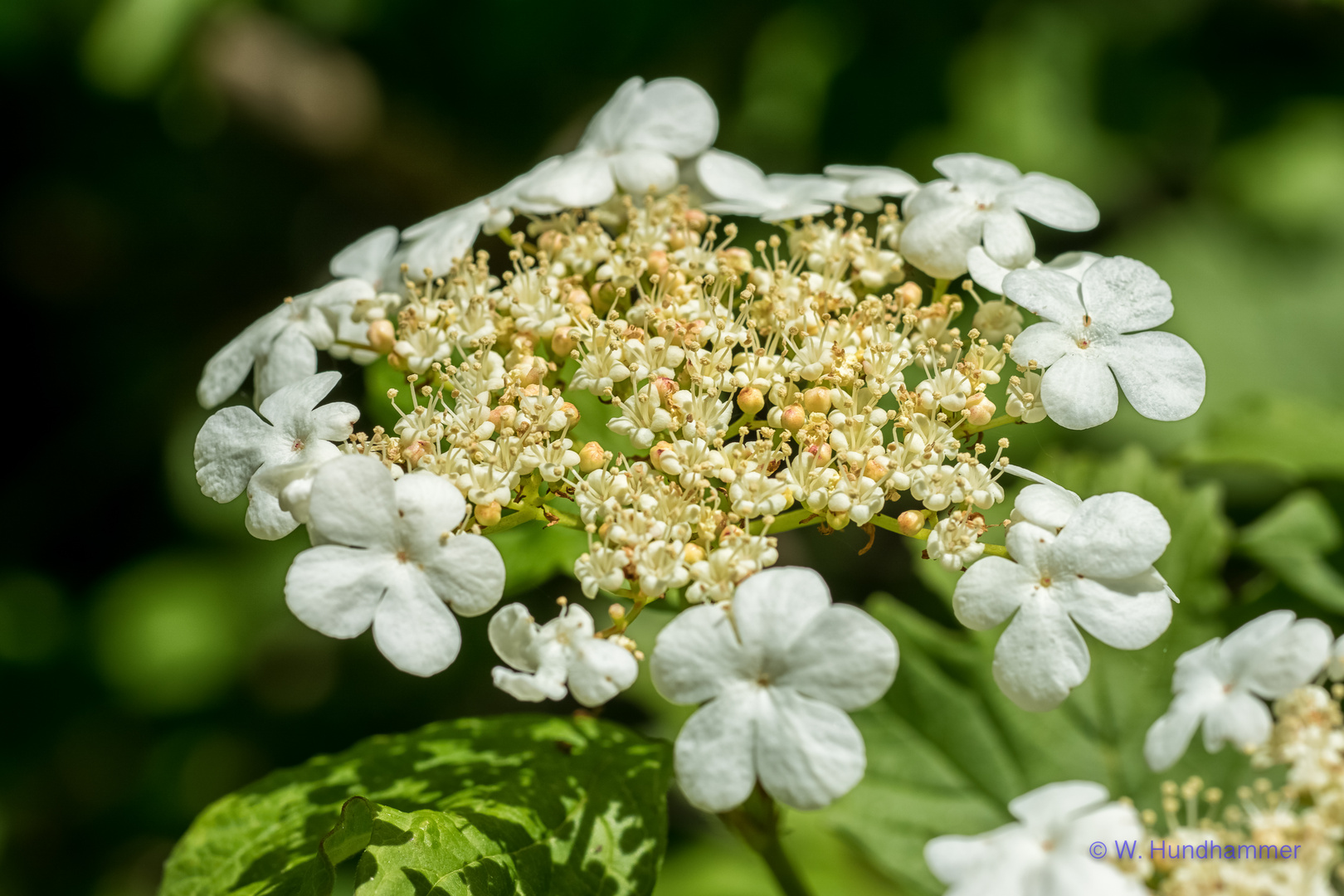 Blüten...