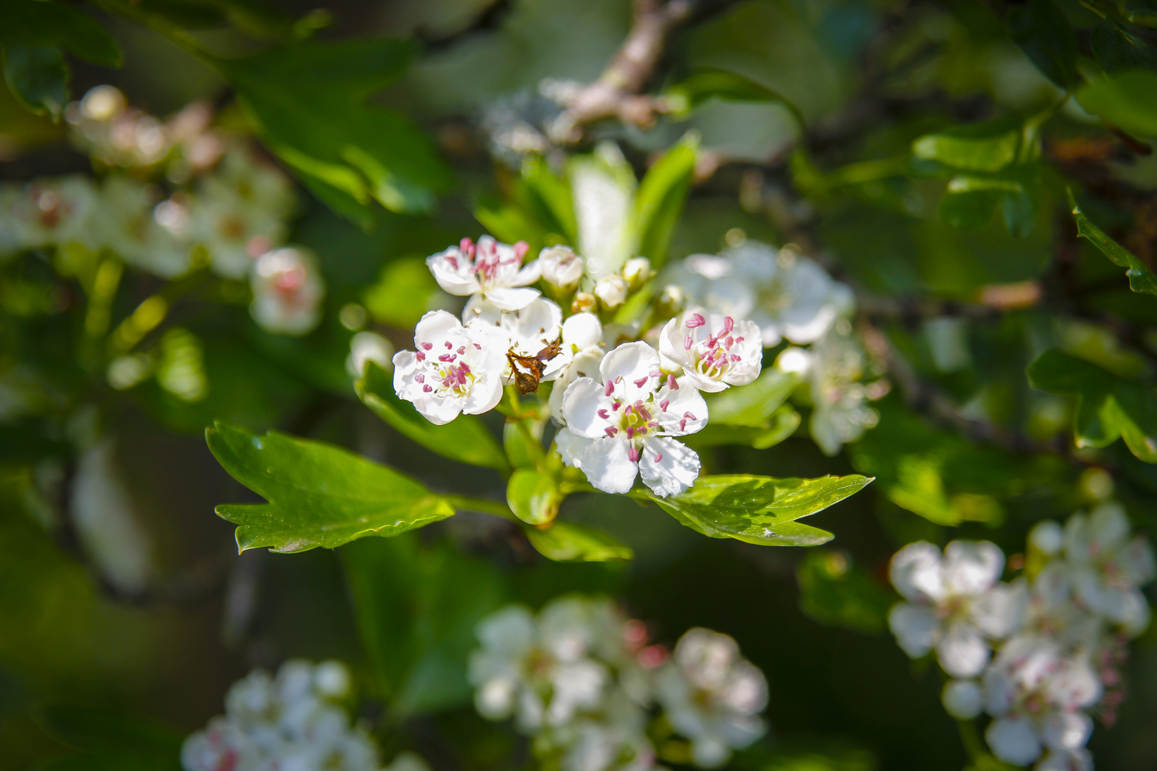 Blüten