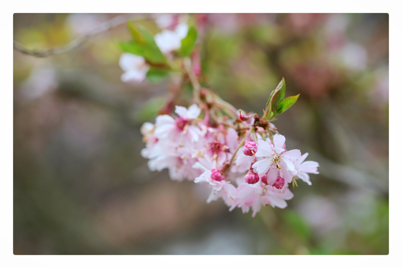 +++Blüten+++