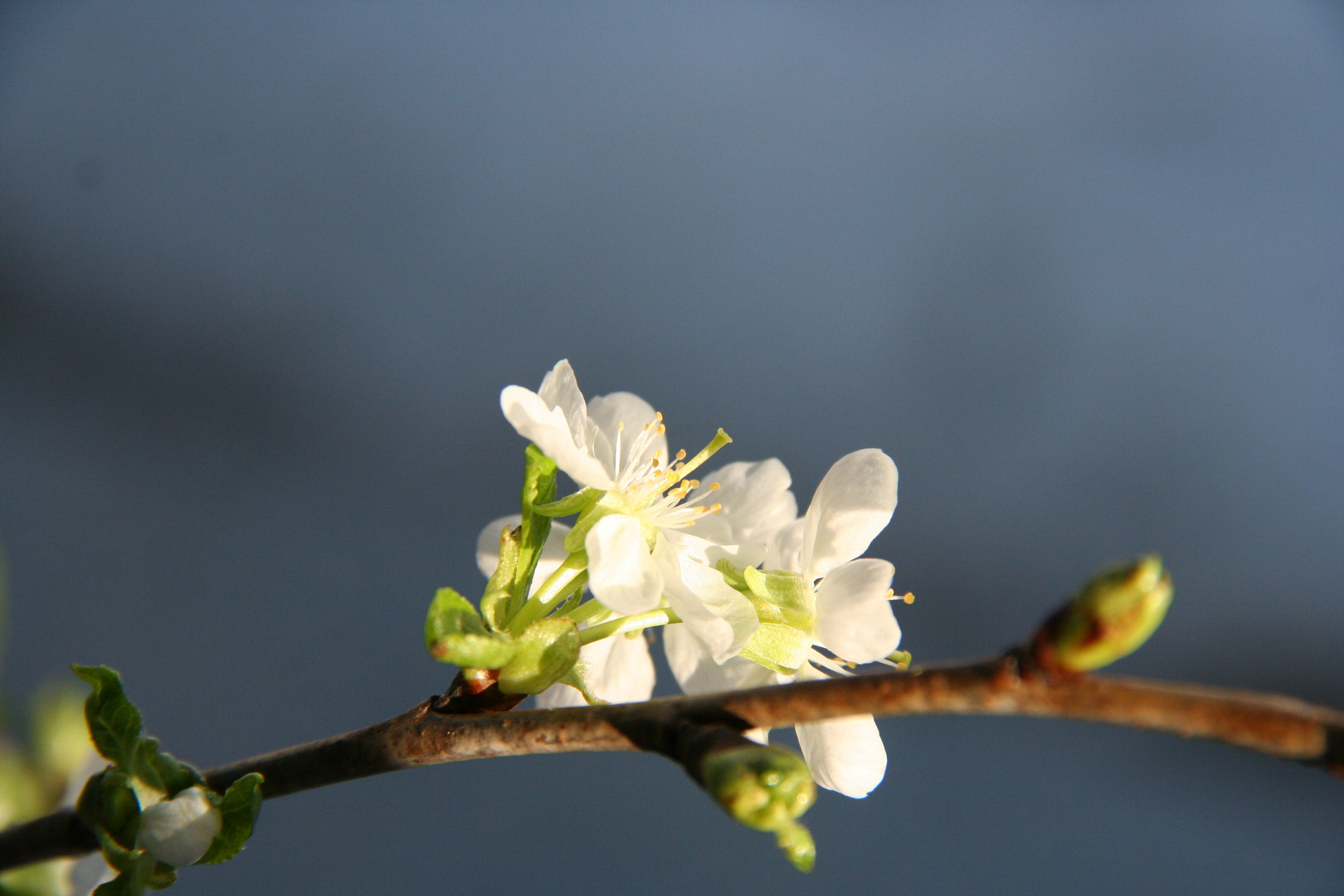 Blüten