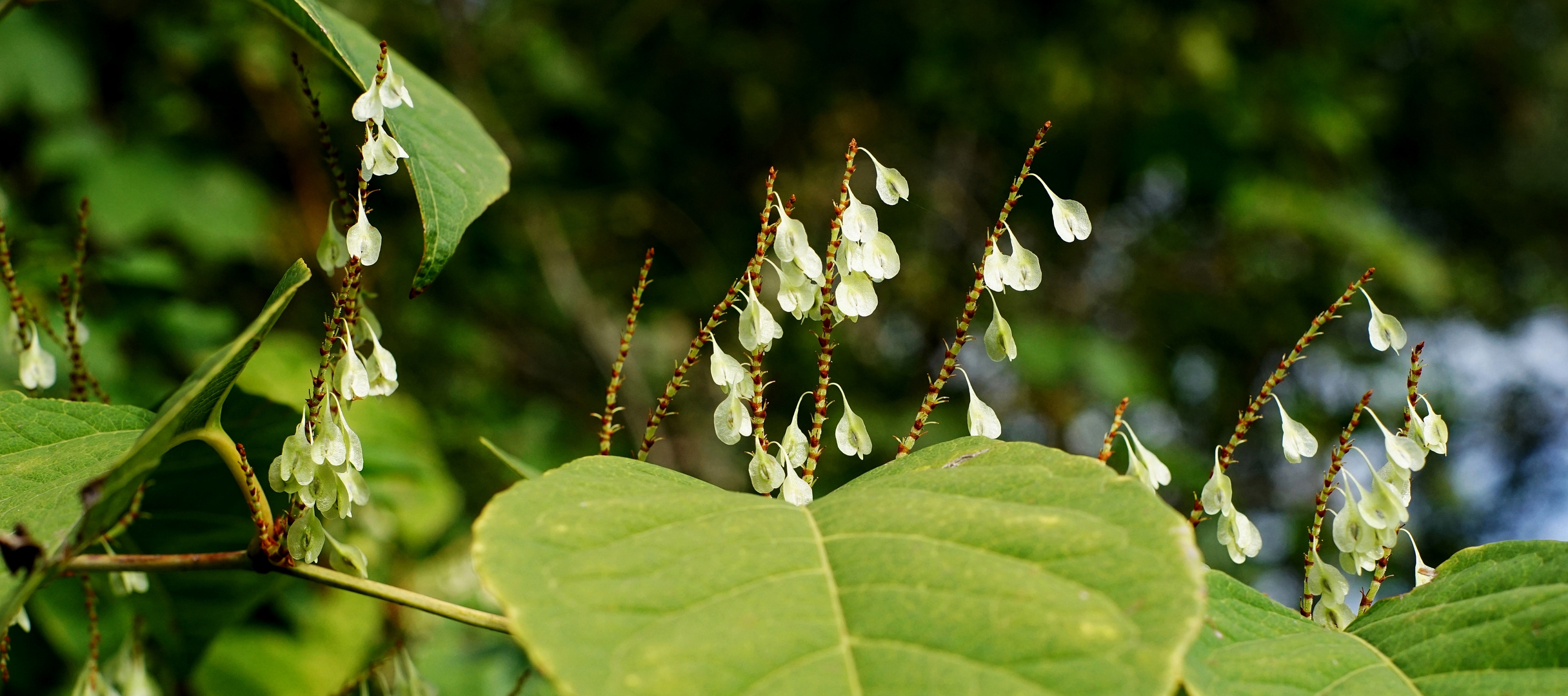 Blüten