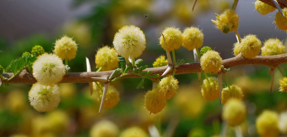 Blüten der Akazie in Namibia
