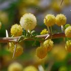 Blüten der Akazie in Namibia