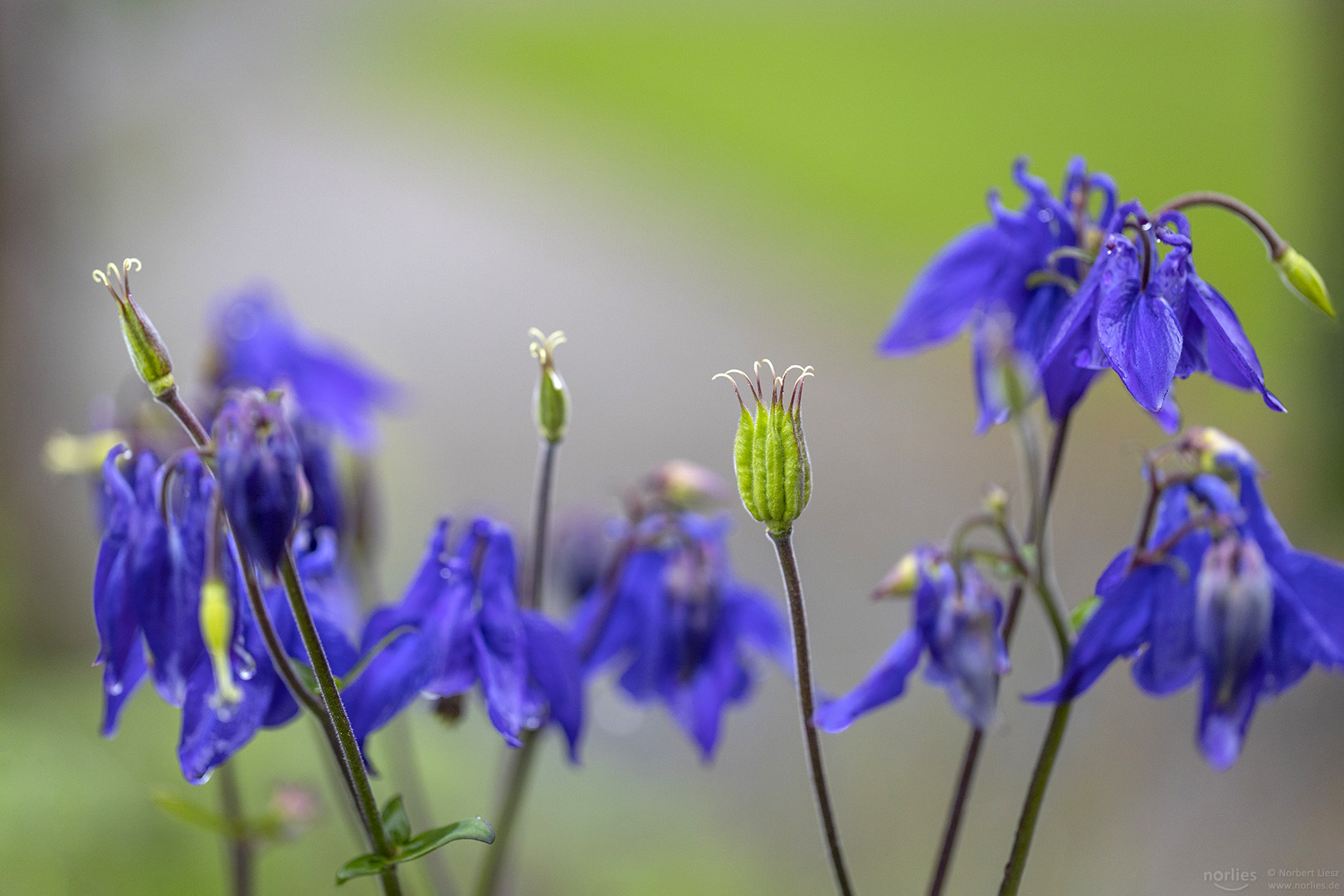 Blüten der Akelei