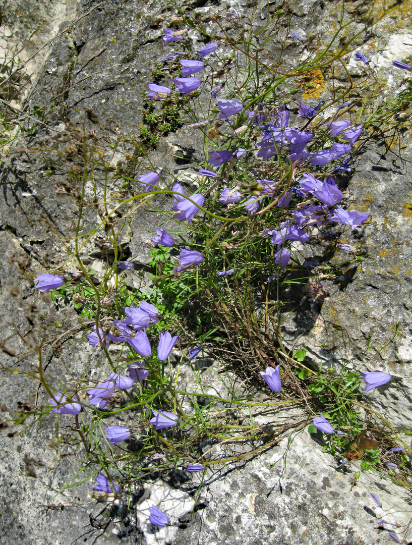 Blüten der Alb