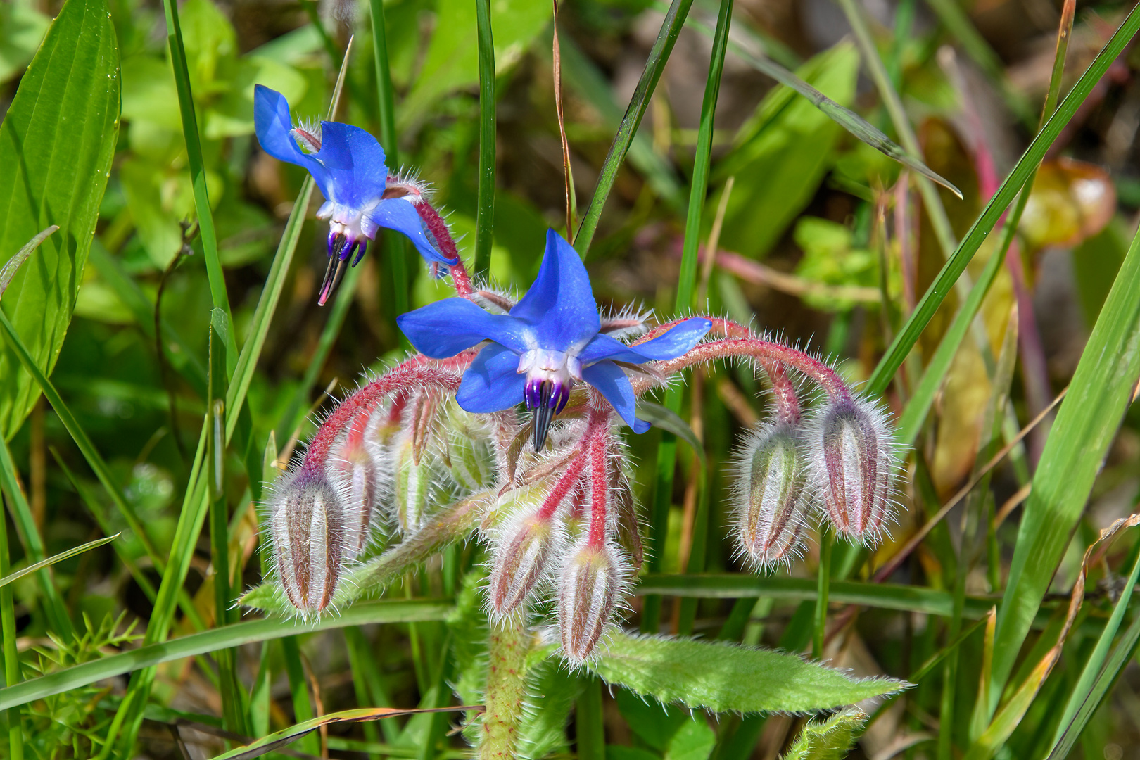 Blüten der Algarve 2