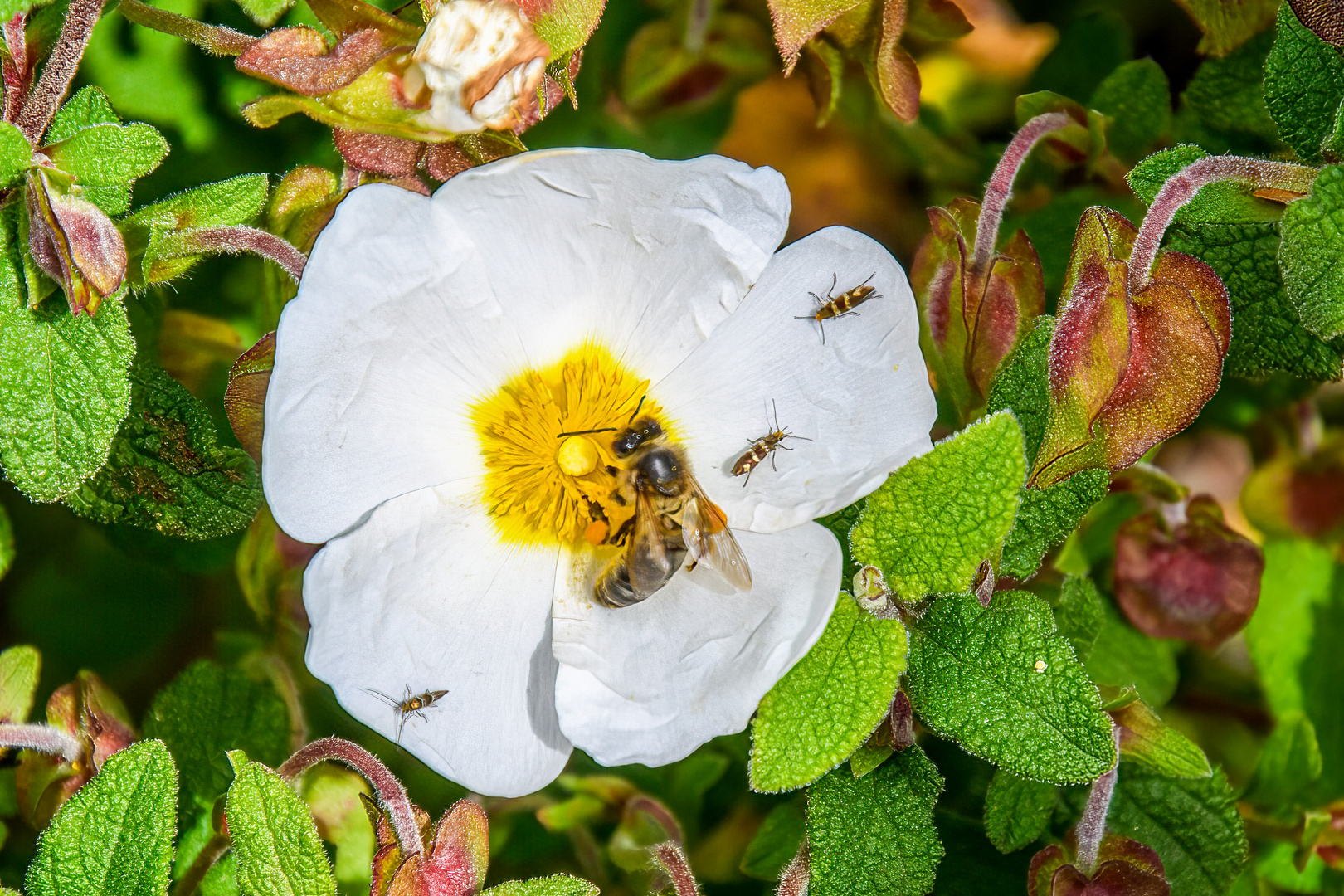 Blüten der Algarve 5