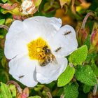 Blüten der Algarve 5