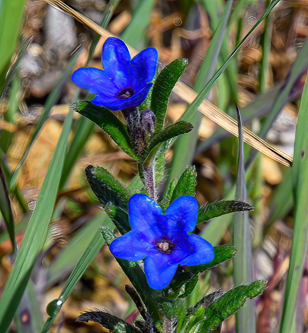 Blüten der Algarve 6