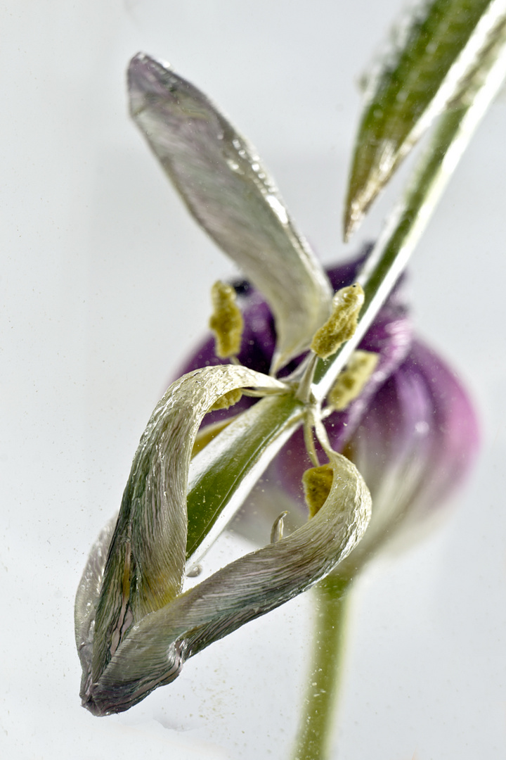 Blüten der anderen Art