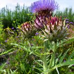 Blüten der Artischocke