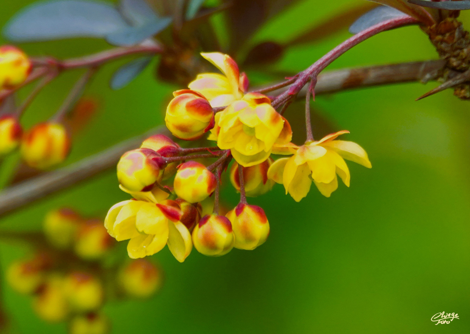 Blüten der Berberitze