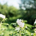 Blüten der blinden Brennnessel