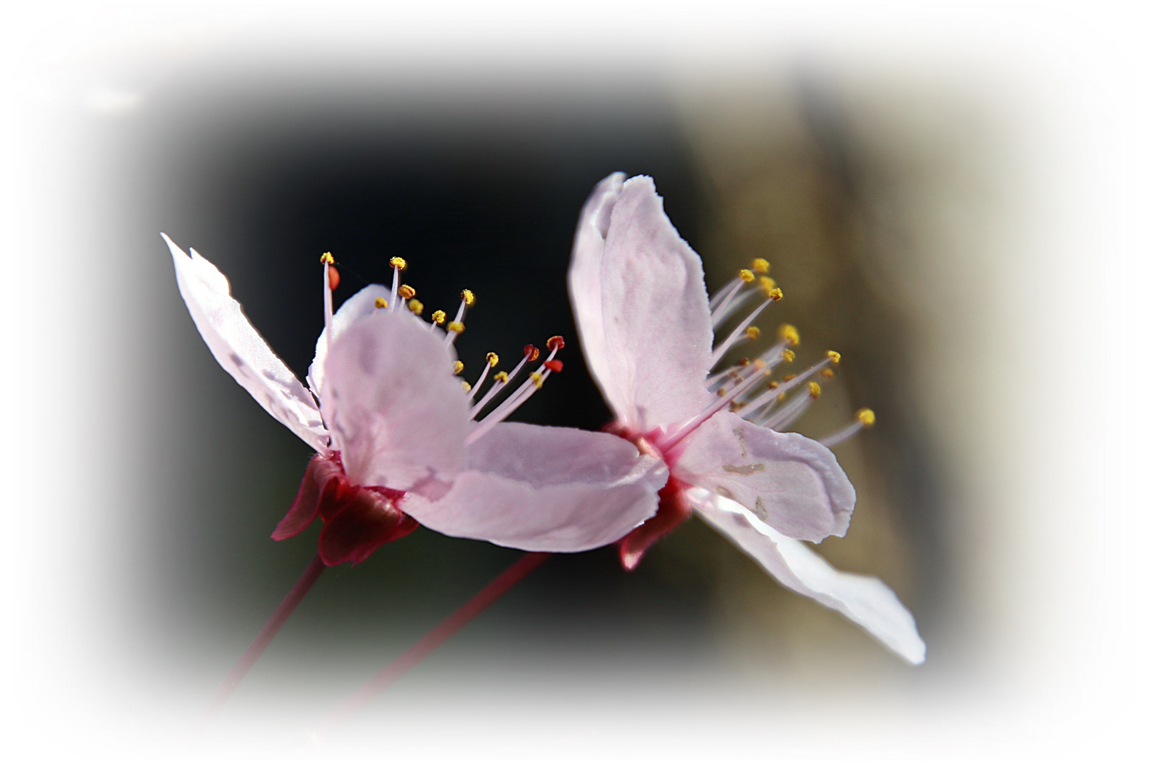 Blüten der Blutbuche