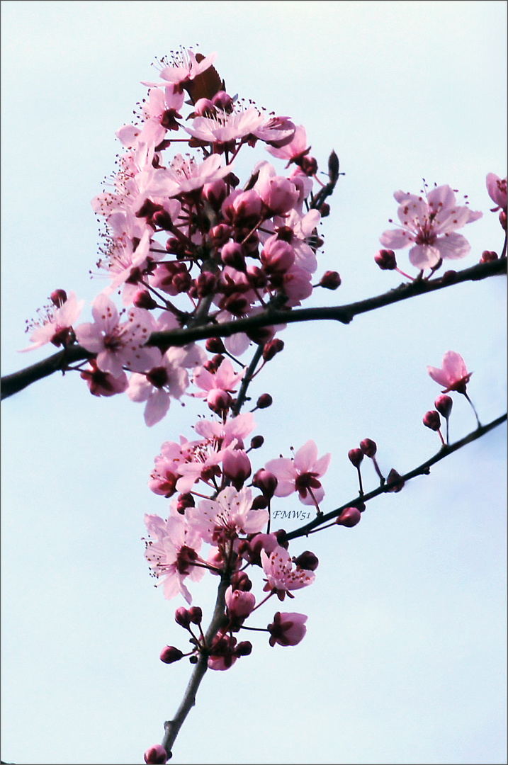 Blüten der Blutpflaume