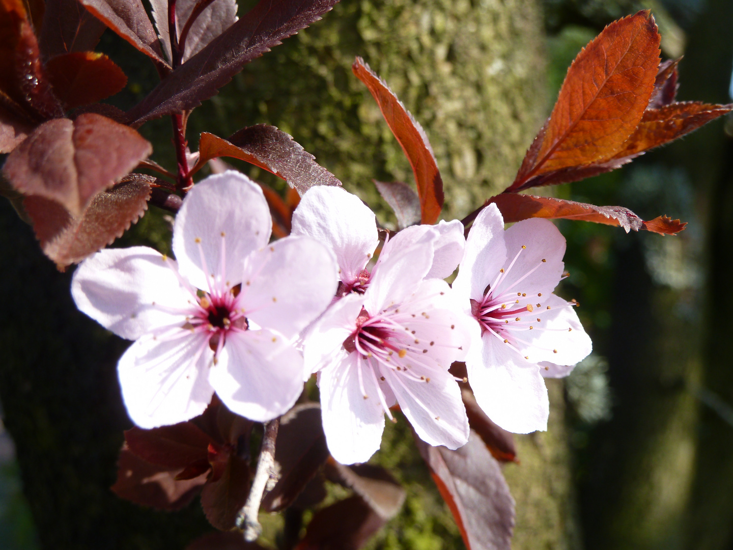 Blüten der Blutpflaume