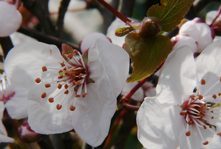 Blüten der Blutpflaume