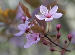 Blüten der Blutpflaume