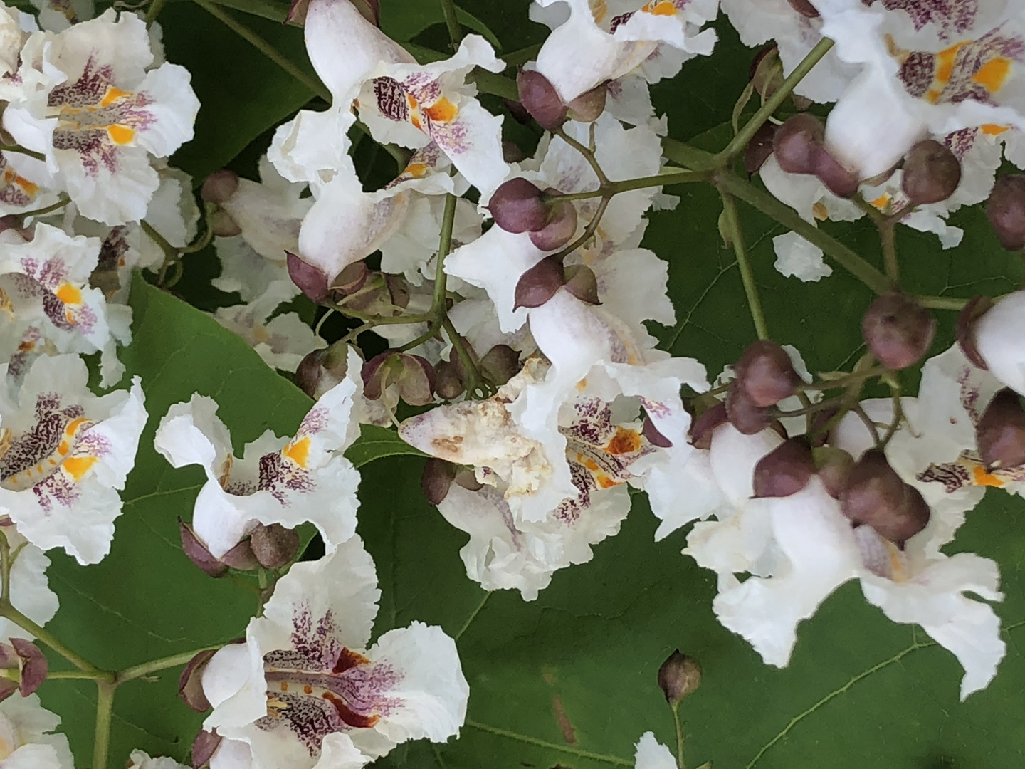 Blüten der Catalpa